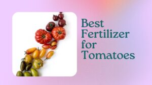 Read more about the article Best Fertilizer for Tomatoes: Boosting Growth and Yield Effectively