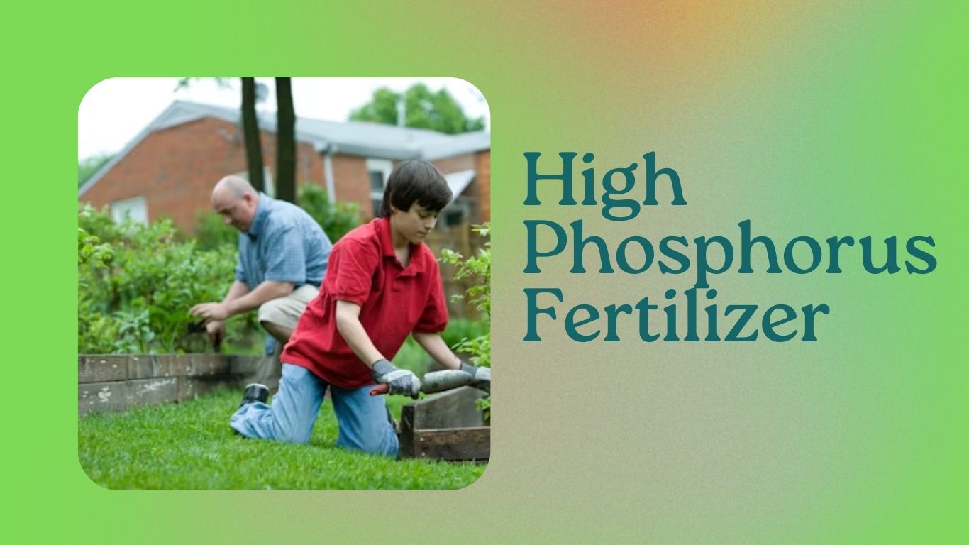 Read more about the article High Phosphorus Fertilizer: Essential Guide for Boosting Plant Growth