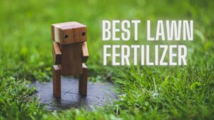 Read more about the article Best Lawn Fertilizer for a Lush Green Yard in 2024