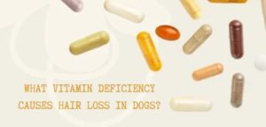 Read more about the article What Vitamin Deficiency Causes Hair Loss in Dogs? 5 Symptoms and Solutions